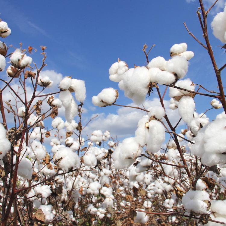 Spreading the message of cotton's sustainability